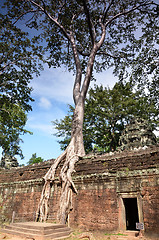 Image showing Ta Prohm Temple, Angkor, Cambodia