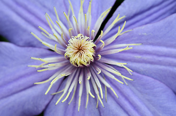 Image showing Flax flowers close up