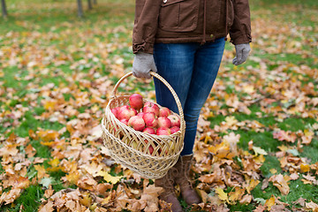 Image showing woman with basket of apples at autumn garden