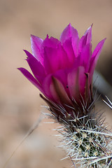 Image showing Cactus closed up