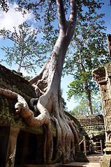 Image showing Ta Prohm Temple, Angkor, Cambodia