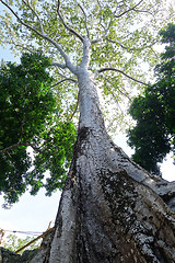 Image showing Ta Prohm temple in Angkor Wat