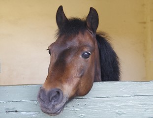 Image showing The horse is looking out