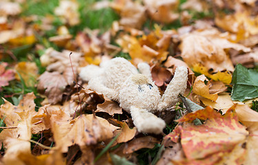 Image showing toy rabbit in fallen autumn leaves