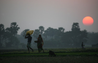 Image showing Villagers return home after a hard day on the rice fields, Sundarbans, West Bengal, India