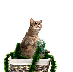 Image showing Gray cat with green eyes sitting on its hind legs in wicker bask