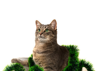 Image showing Gray cat with green eyes sitting in basket with Christmas tinsel