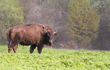 Image showing Bison