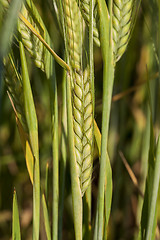 Image showing Field with cereal