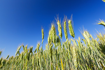 Image showing Field with cereal