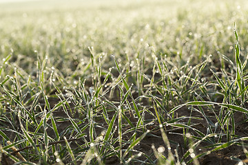 Image showing young grass plants, close-up