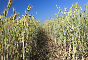 Image showing Field with cereal