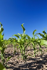 Image showing Field of green corn