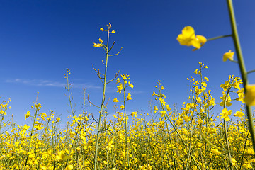 Image showing yellow flower rape