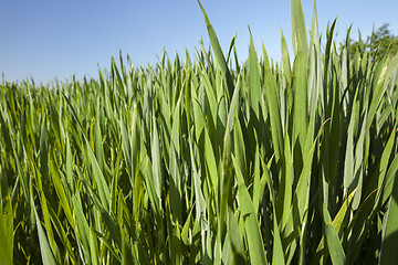 Image showing Field with cereal