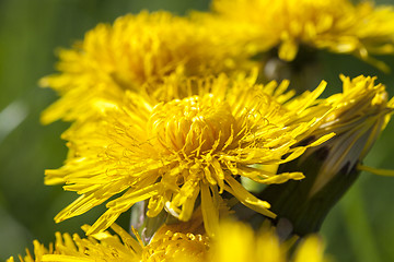 Image showing yellow dandelions in spring