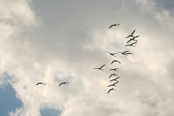 Image showing Swan Flying Up