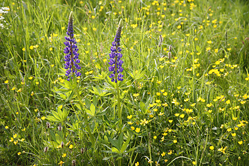 Image showing Meadow