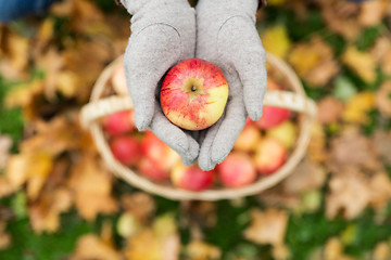 Image showing woman with basket of apples at autumn garden