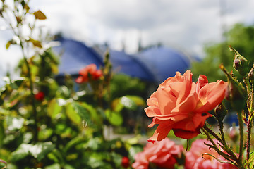 Image showing Red rose Cologne