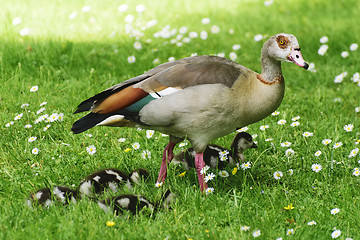 Image showing Cute baby ducks