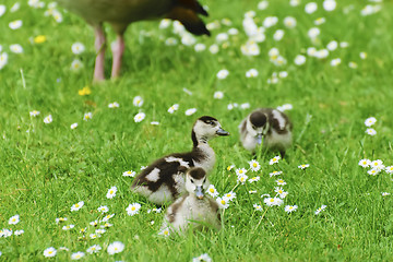 Image showing Cute baby ducks