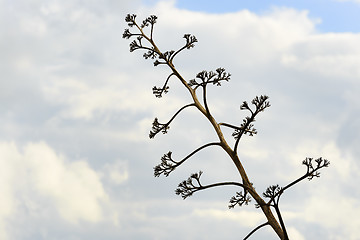 Image showing Plant near Offida