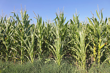 Image showing Green Maize