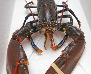Image showing Live Lobster