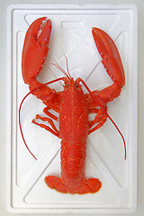 Image showing Lobster