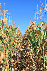 Image showing Maize Crops