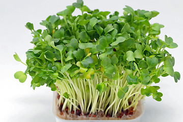 Image showing Watercress