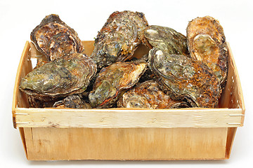 Image showing Oysters in Box