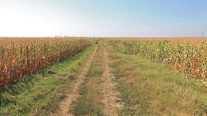 Image showing Corn Fields