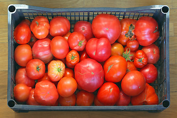 Image showing Tomato in Crate
