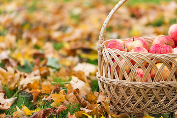 Image showing wicker basket of ripe red apples at autumn garden