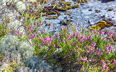 Image showing Blooming Heather And Reindeer Lichen Closeup