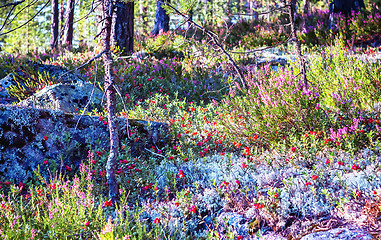 Image showing Crop In The Northern Forest