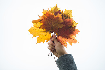 Image showing close up of woman hands with autumn maple leaves