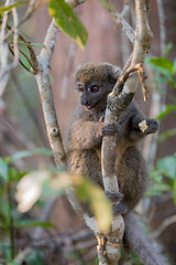 Image showing Eastern lesser bamboo lemur (Hapalemur griseus)