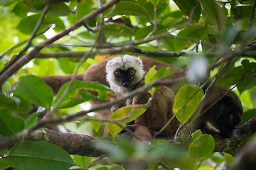 Image showing white-headed lemur (Eulemur albifrons) on tree