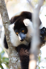 Image showing Black-and-white ruffed lemur (Varecia variegata subcincta)