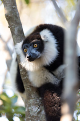 Image showing Black-and-white ruffed lemur (Varecia variegata subcincta)