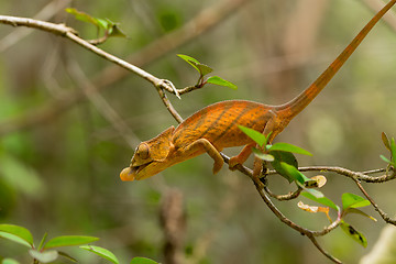 Image showing Parson\'s chameleon (Calumma parsonii)