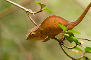 Image showing Parson\'s chameleon (Calumma parsonii)