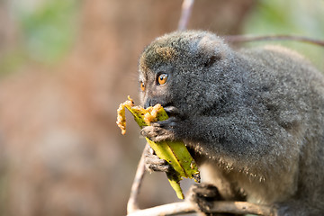 Image showing Eastern lesser bamboo lemur (Hapalemur griseus)