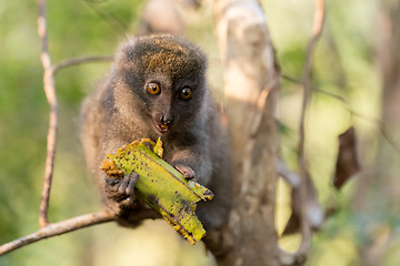 Image showing Eastern lesser bamboo lemur (Hapalemur griseus)