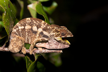 Image showing panther chameleon (Furcifer pardalis)