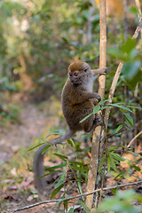 Image showing Eastern lesser bamboo lemur (Hapalemur griseus)