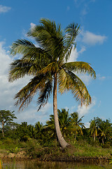 Image showing Madagascar river landscape and coconut tree